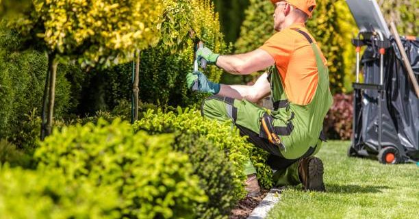 Caucasian Garden Worker in His 30s Trimming Plants Using Large Scissors.